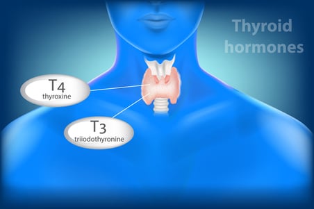 Thyroid-diagram