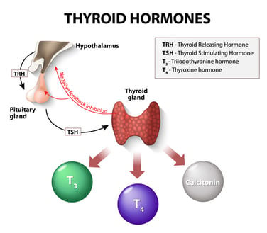 Thyroid-hormone-diagram