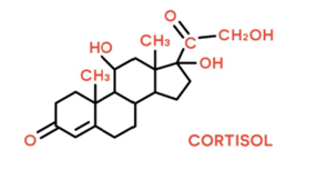 cortisol-structure